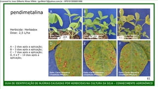 Foto: Carla Siqueira
(Instituto Phytus)
Foto: Carla Siqueira
(Instituto Phytus)
Foto: Carla Siqueira
(Instituto Phytus)
Foto: Carla Siqueira
(Instituto Phytus)
Foto: Carla Siqueira
(Instituto Phytus)
Foto: Carla Siqueira
(Instituto Phytus)
A – 2 dias após a aplicação;
B – 3 dias após a aplicação;
C – 7 dias após a aplicação;
D, E e F – 14 dias após a
aplicação;
A B C
D E F
Herbicida: Herbadox
Dose: 2,5 L/ha
pendimetalina
61
Licensed to Joao Gilberto Alves Villela - jgvillela13@yahoo.com.br - HP01015958851886
 