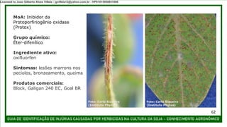 MoA: Inibidor da
Protoporfiriogênio oxidase
(Protox)
Grupo químico:
Éter-difenílico
Ingrediente ativo:
oxifluorfen
Sintomas: lesões marrons nos
pecíolos, bronzeamento, queima
Produtos comerciais:
Block, Galigan 240 EC, Goal BR
Foto: Carla Siqueira
(Instituto Phytus)
Foto: Carla Siqueira
(Instituto Phytus)
62
Licensed to Joao Gilberto Alves Villela - jgvillela13@yahoo.com.br - HP01015958851886
 
