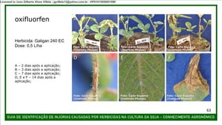 Herbicida: Galigan 240 EC
Dose: 0,5 L/ha
oxifluorfen A B C
D E F
A – 2 dias após a aplicação;
B – 3 dias após a aplicação;
C – 7 dias após a aplicação;
D, E e F – 14 dias após a
aplicação;
Foto: Carla Siqueira
(Instituto Phytus)
Foto: Carla Siqueira
(Instituto Phytus)
Foto: Carla Siqueira
(Instituto Phytus)
Foto: Carla Siqueira
(Instituto Phytus)
Foto: Carla Siqueira
(Instituto Phytus)
Foto: Carla Siqueira
(Instituto Phytus)
63
Licensed to Joao Gilberto Alves Villela - jgvillela13@yahoo.com.br - HP01015958851886
 