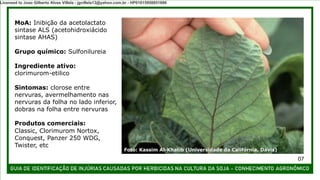 Foto: Kassim Al-Khatib (Universidade da Califórnia, Davis)
MoA: Inibição da acetolactato
sintase ALS (acetohidroxiácido
sintase AHAS)
Grupo químico: Sulfonilureia
Ingrediente ativo:
clorimurom-etilico
Sintomas: clorose entre
nervuras, avermelhamento nas
nervuras da folha no lado inferior,
dobras na folha entre nervuras
Produtos comerciais:
Classic, Clorimurom Nortox,
Conquest, Panzer 250 WDG,
Twister, etc
07
Licensed to Joao Gilberto Alves Villela - jgvillela13@yahoo.com.br - HP01015958851886
 