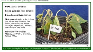 MoA: Auxinas sintéticas
Grupo químico: Ácido benzóico
Ingrediente ativo: dicamba
Sintomas: descoloração, dobras
das folhas, enrolamento das
folhas, distorção das folhas,
distorção de pecíolos, nanismo,
descoloração das veias
Produtos comerciais:
Atectra, Atectra SL, Dicamax,
Rainvel XTRA
09
Foto: Carla Siqueira (Instituto Phytus)
Licensed to Joao Gilberto Alves Villela - jgvillela13@yahoo.com.br - HP01015958851886
 