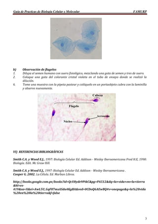 Guía de Practicas de Biología Celular y Molecular FAMURP
3
b) Observación de flagelos
1. Diluya el semen humano con suero fisiológico, mezclando una gota de semen y tres de suero.
2. Coloque una gota del colorante cristal violeta en el tubo de ensayo donde se realizó la
dilución.
6. Tome una muestra con la pipeta pasteur y colóquelo en un portaobjeto cubra con la laminilla
y observe nuevamente.
VI) REFERENCIAS BIBLIOGRÁFICAS
Smith C.A. y Wood E.J., 1997: Biología Celular Ed. Addison - Wesley Iberoamericana Fred H.E, 1990:
Biología. Edit. Mc Graw Hill.
Smith C.A. y Wood E.J., 1997: Biología Celular Ed. Addison - Wesley Iberoamericana .
Cooper G. 2002. La Célula. Ed. Marban Libros.
http://books.google.com.pe/books?id=QcU0yde9PtkC&pg=PA512&dq=la+vida+en+la+tierra
&hl=es-
419&sa=X&ei=AwL5U_GqF87msASdu4KgBA&ved=0CDoQ6AEwBQ#v=onepage&q=la%20vida
%20en%20la%20tierra&f=false
Núcleo
Acrosoma
Cabeza
Flagelo
 