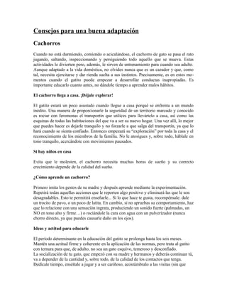Consejos para una buena adaptación
Cachorros
Cuando no está durmiendo, comiendo o acicalándose, el cachorro de gato se pasa el rato
jugando, saltando, inspeccionando y persiguiendo todo aquello que se mueva. Estas
actividades le divierten pero, además, le sirven de entrenamiento para cuando sea adulto.
Aunque adaptado a la vida doméstica, no olvides nunca que es un cazador y que, como
tal, necesita ejercitarse y dar rienda suelta a sus instintos. Precisamente, es en estos mo-
mentos cuando el gatito puede empezar a desarrollar conductas inapropiadas. Es
importante educarlo cuanto antes, no dándole tiempo a aprender malos hábitos.
El cachorro llega a casa. ¡Déjale explorar!
El gatito estará un poco asustado cuando llegue a casa porqué se enfrenta a un mundo
inédito. Una manera de proporcionarle la seguridad de un territorio marcado y conocido
es rociar con feromonas el transportín que utilices para llevártelo a casa, así como las
esquinas de todas las habitaciones del que va a ser su nuevo hogar. Una vez allí, lo mejor
que puedes hacer es dejarle tranquilo y no forzarle a que salga del transportín, ya que lo
hará cuando se sienta confiado. Entonces empezará su “exploración” por toda la casa y el
reconocimiento de los miembros de la familia. No le atosigues y, sobre todo, háblale en
tono tranquilo, acercándote con movimientos pausados.
Si hay niños en casa
Evita que le molesten, el cachorro necesita muchas horas de sueño y su correcto
crecimiento depende de la calidad del sueño.
¿Cómo aprende un cachorro?
Primero imita los gestos de su madre y después aprende mediante la experimentación.
Repetirá todas aquellas acciones que le reporten algo positivo y eliminará las que le son
desagradables. Esto te permitirá enseñarle... Si lo que hace te gusta, recompénsale: dale
un trocito de pavo, o un poco de latita. En cambio, si no apruebas su comportamiento, haz
que lo relacione con una sensación ingrata, produciendo un sonido fuerte (palmadas, un
NO en tono alto y firme…) o rociándole la cara con agua con un pulverizador (nunca
chorro directo, ya que puedes causarle daño en los ojos).
Ideas y actitud para educarle
El período determinante en la educación del gatito se prolonga hasta los seis meses.
Mantén una actitud firme y coherente en la aplicación de las normas, pero trata al gatito
con ternura para que, de adulto, no sea un gato esquivo, temeroso y desconfiado.
La socialización de tu gato, que empezó con su madre y hermanos y deberás continuar tú,
va a depender de la cantidad y, sobre todo, de la calidad de los contactos que tenga.
Dedícale tiempo, enséñale a jugar y a ser cariñoso, acostúmbralo a las visitas (sin que
 