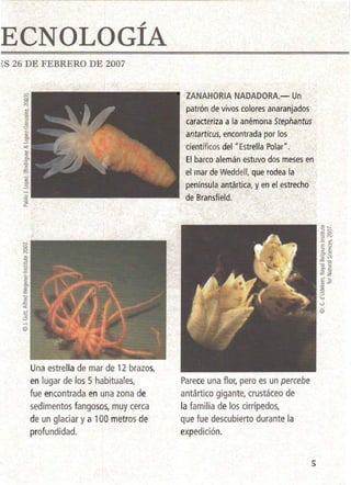 E€NOLOGÍA 

~s 26 DE FEBRERO DE 2007
Una estrella de mar de 12 brazos,
en lugar de los 5 habituales,
fue encontrada en una zona de
sedimentos fangosos, muy cerca
de un glaciar y a 100 metros de
profundidad.
ZANAHORIA NADADORA.- Un
patrón de viv·os colores anaranjados
caracteriza a la anémona Stephantus
antartÍcus, encontrada por los
científicos del It Estrella Polar".
El barco alemán estuvo dos meses en
el mar de Weddell, que rodea la
península antártica, y en el estrecho
de Bransfield.
Parece una flor, pero es un percebe
antártico gigante, crustáceo de
la familia de los cirrípedos,
que fue descubierto durante la
expedición.
5
 