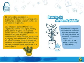 EL tremendo progreso de la
productividad agrícola en varias partes
del mundo se debe en gran parte a las
variedades mejoradas.
La protección de las obtenciones
vegetales permite a los agricultores y
productores mejorar sus ingresos,
contar con variedades adaptadas a sus
necesidades, con mejores
rendimientos y rentabilidad, resistencia
a plagas y enfermedades, eficiencia en
el uso de insumos, facilitar la difusión,
ofertar a la sociedad variedades de
calidad y diversidad de productos a un
menor precio.
24
El derecho otorgado
al obtentor, contado
a partir de la fecha
de otorgamiento del
título de protección,
tendrá una
duración de 20
años para todas
las especies.
 