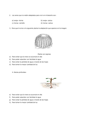 2. Los seres que no están adaptados para vivir en el desierto son:
a) oveja- morsa b) oveja- cactus
c) morsa- camello d) morsa- cactus
3. Para que le sirve a la siguiente planta la adaptación que aparece en la imagen:
Planta con espinas
a) Para evitar que la nieve se acumule en ella
b) Para poder absorber con facilidad el agua
c) Para evitar la pérdida de agua a través de las hojas
d) Para tomar la mayor cantidad de luz
4. Raíces profundas:
e) Para evitar que la nieve se acumule en ella
f) Para poder absorber con facilidad el agua
g) Para evitar la pérdida de agua a través de las hojas
h) Para tomar la mayor cantidad de luz
 