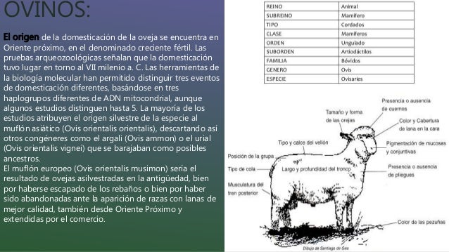 Guia de los ovinos