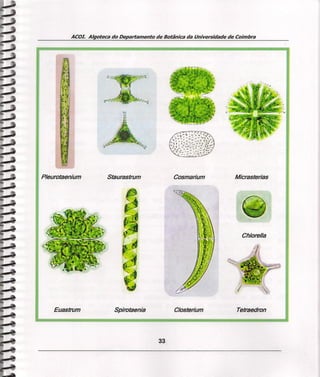 ACOL Algoteca do Departamento de Botânica da Universidade de Coimbra
CosmariumPleurotaeníum Staurastrum
Closterium
Mícrasterias
Chlorella
Tetraedron
33
Euastrum Spírotaenía
 