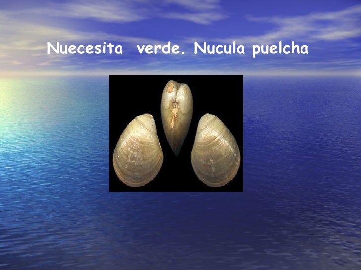 almeja