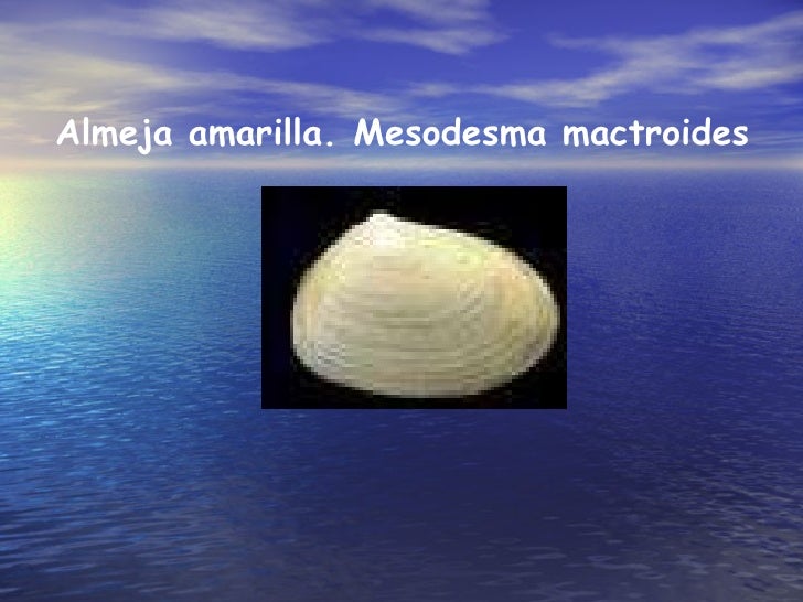 almeja