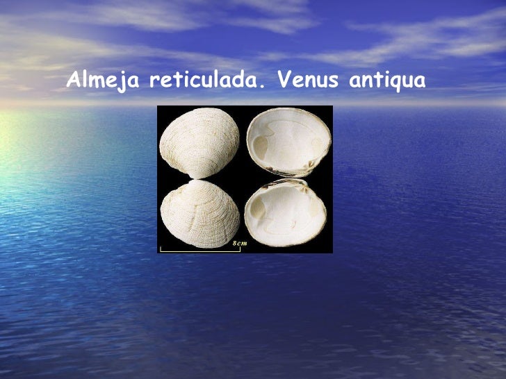 almeja