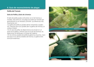 25
6. Guía de reconocimiento de plagas
Polilla del Tomate
 
Daño de Polilla y Daño de Liriomiza
El daño de polilla puede confundirse con el de liriomiza o
minador, ésta última es una plaga secundaria en tomate que
generalmente no es necesario controlar. Las diferencias más
importantes son:
• La galería de polilla es posible abrirla rompiendo la epider-
mis, mientras que no es posible abrir la galería de liriomiza, se
rompe el foliolo.
• En el caso de polilla, las deyecciones se acumulan en un
sector de la galería, mientras que en el caso de liriomiza, las
deyecciones se distribuyen a lo largo de la galería.
• En los últimos estadíos de polilla la galería se ensancha, mien-
tras que en los últimos estadíos de liriomiza, la galería tiene
forma de serpentina.
Daño de polilla del tomate
Daño de liriomiza
 