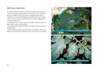 26
Daño viejo y Daño fresco
El reconocimiento del daño fresco de la polilla del tomate es
uno de los puntos claves para su monitoreo. Si se comete un
error en la identificación del daño se puede sobrestimar o
subestimar el número de foliolos con daño fresco por planta
y por lo tanto iniciar acciones de control antes o después del
momento oportuno.
• La epidermis en el daño fresco es flexible mientras que en el
daño viejo es seca y quebradiza.
• Las deyecciones están húmedas en el daño fresco y secas en
el daño viejo.
• Ante cualquier duda, para confirmar si el daño es fresco se
debe mirar al trasluz la presencia de la larva viva en el interior.
Daño viejo de polilla del tomate
Daño fresco de polilla del tomate
 
