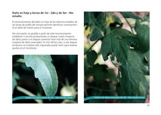 27
Daño en hoja y larvas de 1er - 2do y de 3er - 4to
estadío
 
El reconocimiento del daño en hoja de los distintos estadíos de
las larvas de polilla del tomate permite identificar correctamen-
te el daño de interés para el muestreo.
Por otra parte, es posible a partir de este reconocimiento
establecer si se está produciendo un ataque nuevo (mayoría
de daño joven) o el ataque comenzó hace más de una semana
(mayoría de daño avanzado). En ese último caso, si ese ataque
temprano no hubiese sido registrado puede servir para realizar
ajustes en el monitoreo.
Foliolo con daño joven de 1er - 2do estadío larval	 Foliolo con daño avanzado de 3er - 4to estadío larval
 