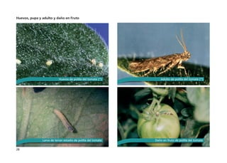 28
Huevos, pupa y adulto y daño en Fruto
Huevos de polilla del tomate (*) Adulto de polilla del tomate (*)
Daño en fruto de polilla del tomate
Larva de tercer estadío de polilla del tomate
 