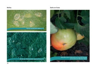 30
Ninfas Daño en fruto
Ninfas de Trialeurodes vaporariorum (*)
Ninfas de Bemisia tabaci (**)
Desorden de la maduración en fruto de tomate
provocado por Bemisia tabaci
 