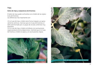 31
Trips
 
Daño de trips y oviposturas de liriomiza
El daño de trips puede confundirse con el daño de las ovipos-
turas de liriomiza.
Las diferencias más importantes son:
	
• En el caso de trips, el daño tiene forma irregular y es gene-
ralmente continuo, mientras que en el caso de liriomiza, el
daño está formado por un grupo de círculos uniformes muy
pequeños.
• En el caso de trips, el daño es brillante con puntuaciones
negras producto de las deyecciones, mientras que en el caso
de liriomiza, el daño es opaco y sin puntuaciones negras.
Daño de Trips en foliolo de tomate Daño de oviposturas de adulto de liriomiza
 