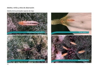 32
Adultos, ninfas y sitios de observación
Adultos de las principales especies de trips:
Frankliniella occidentalis (*)
Frankliniella schultzei (*)
Thrips tabaci (*)
Ninfas de trips (*)
 