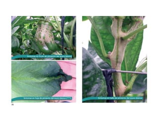 36
Síntomas en hoja de pimiento del ácaro blanco (***)
Síntomas en fruto de pimiento del ácaro blanco
Síntomas en tallo de pimiento del ácaro blanco
 