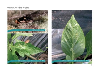 37
Liriomiza, minador o dibujante
Adulto de liriomiza (*)
Galería de liriomiza en foliolo de tomate (***) Galería de liriomiza en hoja de pimiento (***)
 