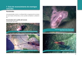 41
7. Guía de reconocimiento de enemigos
naturales
Parasitoides
Los parasitoides crecen y se desarrollan a expensas de su presa
la cual matan al final de su ciclo cuando completan su desarro-
llo.
Parasitoides de la polilla del tomate
Parasitoides de larvas
Adulto de Pseudapanteles dignus
Cocón de Pseudapanteles dignus con
restos de la larva parasitada
Adulto de Bracon lucileae
Adulto de Dineulophus phthorimaeae
 