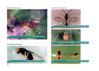 42
Parasitoides de pupas
Parasitoides de huevos
Parasitoides de pulgones
Adulto de Conura sp.
Momia de pulgón parasitada por Aphidius colemani (*)
Adulto de Trichogramma sp. (*)
Adulto de Aphidius colemani (*)
Adulto de Aphelinus abdominalis (*)
 