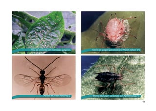 43
Hoja de pimiento con momias de pulgones Momia de pulgón parasitada por Praon volucre (*)
Adulto de Praon volucre (*) Momia de pulgón parasitada por Aphelinus sp (*)
 