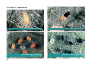 44
Parasitoides de moscas blancas
Adulto de Eretmocerus cornii (*) Adulto de Encarsia formosa (*)
Pupas de mosca blanca parasitadas por
Eretmocerus cornii (*)
Pupas de mosca blanca parasitadas por
Encarsia formosa (*)
 
