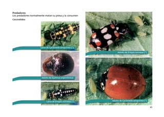 45
Predadores 
Los predadores normalmente matan su presa y la consumen
Coccinélidos
Larva de Cycloneda sanguinea (*)
Adulto de Cycloneda sanguinea (*)
Larva de Eriopis connexa (*)
Adulto de Eriopis connexa (*)
Adulto de Scymnus argentinicus
 