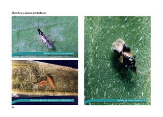 46
Chinches y ácaros predadores
Mírido Tupiocoris cucurbitaceus
«Árañuela buena» Neoseiulus californicus (*) Adulto de Orius insidiosus (*)
 