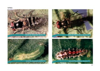 47
Sírfidos
Adulto de Allograpta exotica (*)
Larva de Allograpta exotica (*)
Adulto de Pseudodorus clavatus (*)
Larva de Pseudodorus clavatus (*)
 