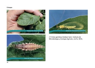 48
Crisopas
(*) Fotos gentileza Esteban Saini. Instituto de
Microbiología y Zoología Agrícola. cicvYa. INTA.
Huevos de crisopa en tomate
Larva de Chrysoperla externa (*)
Adulto de Chrysoperla externa (*)
 