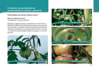 49
Enfermedades que afectan órganos aéreos
Moho gris (Botrytis cinerea)
Hospedantes: Tomate y pimiento
 
Síntomas y signos en flores: Los pedúnculos comienzan po-
niéndose cloróticos (Foto A)hasta formarse lesiones deprimi-
das en brotes y ramilletes florales (Foto B) que se cubren de
abundante micelio gris oscuro pulverulento. (Foto C, centro)
. La infección puede progresar desde los sépalos a los frutos
(Foto D).
8. Guía de reconocimiento de
enfermedades en tomate y pimiento
Comienzo de infección Botrytis (Foto A)
Botrytis en flores (Fotos C)
Botrytis en flores (Fotos B )
Botrytis en sépalos (Foto D)
 