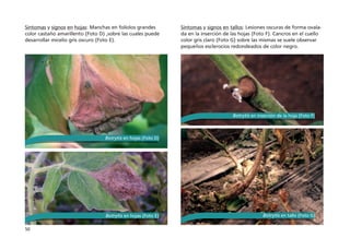 50
Síntomas y signos en hojas: Manchas en folíolos grandes
color castaño amarillento (Foto D) ,sobre las cuales puede
desarrollar micelio gris oscuro (Foto E).
Síntomas y signos en tallos: Lesiones oscuras de forma ovala-
da en la inserción de las hojas (Foto F). Cancros en el cuello
color gris claro (Foto G) sobre las mismas se suele observar
pequeños esclerocios redondeados de color negro.
Botrytis en hojas (Foto D)
Botrytis en hojas (Foto E)
Botrytis en inserción de la hoja (Foto F)
Botrytis en tallo (Foto G)
 