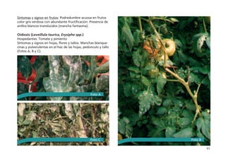 51
Síntomas y signos en frutos: Podredumbre acuosa en frutos
color gris verdosa con abundante fructificación. Presencia de
anillos blancos translúcidos (mancha fantasma).
Oidiosis (Leveillula taurica, Erysiphe spp.)
Hospedantes: Tomate y pimiento
Síntomas y signos en hojas, flores y tallos: Manchas blanque-
cinas y pulverulentas en el haz de las hojas, pedúnculo y tallo
(Fotos A, B y C).
Foto A
Foto B
Foto C
 
