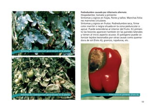 53
Podredumbre causada por Alternaria alternata
Hospedantes: tomate y pimiento
Síntomas y signos en hojas, flores y tallos: Manchas folia-
res marrones circulares.
Síntomas y signos en frutos: Podredumbre seca, firme
color marrón o negra situada en la zona peduncular o
apical. Puede extenderse al interior del fruto. En pimien-
to las lesiones aparecen también en las paredes laterales
y tienen al inicio aspecto acuoso. El patógeno puede co-
lonizar tejidos lesionados por otras causas como quema-
dura de sol (Foto A), granizo, rajaduras, etc.
Síntomas de Cladosporium generalizado en la planta Alternaria en pimiento (Foto A)
Síntomas de Cladosporium generalizado en la planta
 