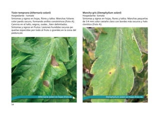 54
Tizón temprano (Alternaria solani)
Hospedante : tomate
Síntomas y signos en hojas, flores y tallos: Manchas foliares
color pardo oscuro, formando anillos concéntricos (Foto A).
Cancros en el tallo, negros, ovales , bien delimitados.
Síntomas y signos en frutos: Lesiones hundidas oscuras pe-
queñas esparcidas por todo el fruto o grandes en la zona del
pedúnculo
Mancha gris (Stemphylium solani)
Hospedante: tomate
Síntomas y signos en hojas, flores y tallos: Manchas pequeñas
de 3-4 mm color castaño claro con bordes más oscuros y halo
clorótico (Foto A).
Alternaria solani en hojas (Foto A) Stemphylium solani en hojas (Foto A)
 