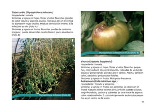 55
Tizón tardío (Phytophthora infestans)
Hospedante: tomate
Síntomas y signos en hojas, flores y tallos: Manchas grandes
de color oscuro y aspecto acuoso, rodeadas de un leve mice-
lio blanco en hojas y tallos. Produce defoliación intensa si la
infección es alta (Foto A)
Síntomas y signos en frutos: Manchas pardas de contorno
irregular, puede desarrollar micelio blanco poco abundante.
(Foto B)
Viruela (Septoria lycopersici)
Hospedante: tomate
Síntomas y signos en hojas, flores y tallos: Manchas peque-
ñas, color castaño con centro blanco, rodeadas de un borde
oscuro y presentando picnidios en el centro. Afecta, también
tallos, pecíolos y pedúnculos florales.
Síntomas y signos en frutos: Muy poco frecuente.
Antracnosis (Colletotrichum spp.)
Hospedante: Tomate y pimiento.
Síntomas y signos en frutos: Los síntomas se observan en
frutos maduros como lesiones circulares de aspecto acuoso,
luego hundidas, oscuras y cubiertas de una masa de esporas
color rosado-salmón. C. coccodes presenta esclerocios peque-
ños en el centro de la lesión.
Phytophthora infestans (Foto A)
Phytophthora infestans en frutos (Foto B)
 