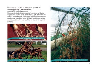 57
Síntomas asociados al ataque de nemátodes
Meloidogyne spp. , Nacobbus spp.
Hospedante: tomate y pimiento
Marchitamiento de las plantas en el momento del día de
mayor calor, agallas en las raíces (Foto A y B). Síntomas aso-
ciados a podredumbres radiculares, provocadas por hongos
que infectan los tejidos luego del daño ocasionado por los
nemátodes. Clorosis y necrosis foliares. Muerte de la planta
(Foto C)
Plantas afectadas por nemátodes (Foto C )
Agallas causadas por nemátodes (Foto A )
Agallas causadas por nemátodes (Foto B )
 