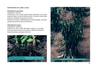 59
Podredumbre de cuello y raíces
 
Phytophtora parasitica
Hospedante: tomate
Síntomas en raíz y cuello: Lesión parda y húmeda, en la parte
basal del tallo y raíces de todo tamaño. El mismo termina por
pudrirse, la planta se marchita y muere.
Síntomas en frutos: Podredumbre en frutos basales, manchas
pardas formando círculos concéntricos.
Phytophtora capsici
Hospedante: pimiento
Síntomas en raíz y cuello: Marchitez rápida e irreversible
(Foto A), lesión oscura en el cuello o infección primaria a
través del sistema radicular (Foto B).
Phytophthora capsici en pimiento (Foto A)
Raíces de pimiento afectadas por
Phytophthora capsici (Foto B)
 