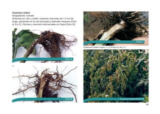 60
Fusarium solani
Hospedante: tomate
Síntomas en raíz y cuello: Lesiones marrones de 1-2 cm de
largo, presentes en la raíz principal y laterales mayores (Foto
A, B y C). Clorosis y necrosis internervales en hojas (Foto D).
Fusarium solani raíces 1 y 2 (Fotos A, B y C )
Fusarium solani (Foto D)
Foto A
Foto B
Foto C
 