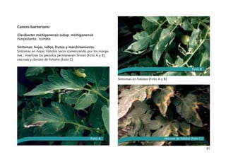 61
Cancro bacteriano
 
Clavibacter michiganensis subsp. michiganensis
Hospedante: tomate
Síntomas: hojas, tallos, frutos y marchitamiento.
Síntomas en hojas: Folíolos secos comenzando por los márge-
nes , mientras los pecíolos permanecen firmes (Foto A y B),
necrosis y clorosis de folíolos (Foto C).
Síntomas en folíolos (Foto A y B)
Foto A
Foto B
Necrosis de folíolos (Foto C )
 
