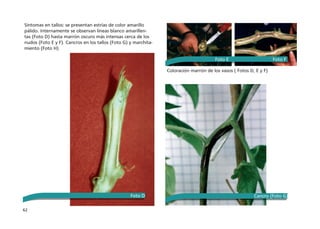62
Síntomas en tallos: se presentan estrías de color amarillo
pálido. Internamente se observan líneas blanco amarillen-
tas (Foto D) hasta marrón oscuro más intensas cerca de los
nudos (Foto E y F). Cancros en los tallos (Foto G) y marchita-
miento (Foto H)
Coloración marrón de los vasos ( Fotos D, E y F)
Foto D Cancro (Foto G)
Foto E Foto F
 