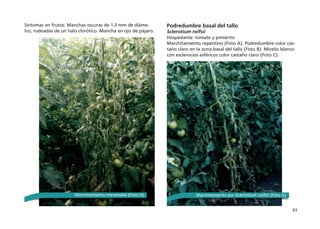 63
Síntomas en frutos: Manchas oscuras de 1-2 mm de diáme-
tro, rodeadas de un halo clorótico. Mancha en ojo de pájaro.
Podredumbre basal del tallo
Sclerotium rolfsii
Hospedante: tomate y pimiento
Marchitamiento repentino (Foto A). Podredumbre color cas-
taño claro en la zona basal del tallo (Foto B). Micelio blanco
con esclerocios esféricos color castaño claro (Foto C).
Marchitamiento irreversible (Foto H). Marchitamiento por Sclerotium rolfsii (Foto A)
 