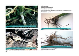 64
Raíz corchosa
Pyrenochaeta lycopersici
Hospedante: tomate
Amarillamiento de la planta, raíz marrón y de aspecto cor-
choso (Fotos A y B).
Raíz corchosa (Fotos A y B)
Podredumbre basal por Sclerotium rolfsii (Foto B )
Esclerocios de Sclerotium rolfsii (Foto C )
Foto A
Foto B
 