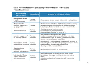 65
Otras enfermedades que provocan podredumbres de raíz o cuello
y marchitamientos
Enfermedad y
agente causal
Hospedante Síntomas en raíz, cuello y frutos
Podredumbre de raíz
y cuello
Rhizoctonia solani
Tomate
Pimiento
Manchas secas de color castaño rojizo en raíz , cuello y tallos.
Marchitamiento
Fusarium oxysporum f
sp. lycopersici
Tomate
Marchitamiento en las horas del día de mayor calor que luego
se hace irreversible. Amarillamiento de hojas progresando
hacia el ápice. Pardeamiento de los vasos, médula intacta.
Verticillium dahliae
Tomate
Pimiento
Marchitamiento del bro te terminal.
Vasos de color gris claro a pardo claro.
Manchas foliares cloróticas en forma de V.
Fusarium oxysporum f
sp. radicis lycopersici
Tomate
Pimiento
Marchitamiento generalizado de la planta.
En algunos casos, amarillamiento de las hojas más viejas.
Podredumbre de raíces, en algunos casos médula y cuello.
Necrosis interna de los vasos hasta 50 cm.
Necrosis de la médula
Pseudomonas corrugata
Tomate
Pimiento
Abultamientos y manchas pardas sobre los tallos alineados en
sentido longitudinal. Médula color pardo y consistencia blanda
que termina por ahuecarse. Raíces adventicias
Clorosis y marchitamiento de folíolos
Marchitamiento
bacteriano
Ralstonia solanacearum
Tomate
Pimiento
Marchitamiento repentino sin amarillamiento.
Podredumbre blanda
Erwinia carotovora
subesp carotovora
Tomate
Pimiento
Manchas elongadas en los tallos se color verde acuoso.
La médula se desintegra, marchitamiento y muerte de la
planta.
Podredumbre blanda de frutos a nivel de la inserción del
pedúnculo.
 