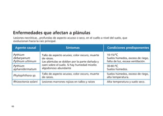 66
Enfermedades que afectan a plántulas
Lesiones necróticas , profundas de aspecto acuoso o seco, en el cuello a nivel del suelo, que
evolucionan hacia la raíz principal.
Agente causal Síntomas Condiciones predisponentes
Pythium
debaryanum
Pythium ultimum
10-15oC
Suelos húmedos, exceso de riego,
falta de luz, escasa ventilación.
Pythium
aphanidermatum
Tallo de aspecto acuoso, color oscuro, muerte
de ráices.
Las plántulas se doblan por la parte dañada y
caen sobre el suelo. Si hay humedad micelio
algodonoso abundante
30-40 oC
Suelos húmedos.
Phytophthora sp.
Tallo de aspecto acuoso, color oscuro, muerte
de raíces.
Suelos húmedos, exceso de riego,
alta temperatura.
Rhizoctonia solani Lesiones marrones rojizas en tallos y raíces Alta temperatura y suelo seco.
ºC
ºC
Enfermedades que afectan a plánulas
 