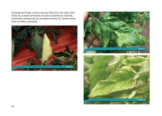 68
Síntomas en hojas: anchas oscuras (Foto E) o de color claro
(Foto F), a veces formando círculos concéntricos. Clorosis,
coloración morada de las nervaduras (Foto G). Estrías necró-
ticas en tallos y pecíolos
Foto F
Foto E
Foto G
 