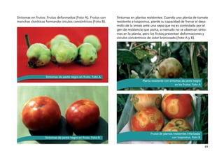 69
Síntomas en frutos: Frutos deformados (Foto A). Frutos con
manchas cloróticas formando círculos concéntricos (Foto B).
Síntomas en plantas resistentes: Cuando una planta de tomate
resistente a tospovirus, pierde su capacidad de frenar el desa-
rrollo de la virosis ante una cepa que no es controlada por el
gen de resistencia que porta, a menudo no se observan sínto-
mas en la planta, pero los frutos presentan deformaciones y
círculos concéntricos de color bronceado (Foto A y B).
Sintomas de peste negra en fruto. Foto A
Sintomas de peste negra en fruto. Foto B
Planta resistente con síntomas de peste negra
en los frutos. Foto A
Frutos de plantas resistentes infectadas
con tospovirus. Foto B
 