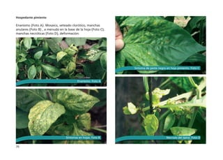 70
Hospedante pimiento
 
Enanismo (Foto A). Mosaico, veteado clorótico, manchas
anulares (Foto B) , a menudo en la base de la hoja (Foto C);
manchas necróticas (Foto D), deformación.
Síntomas en hojas. Foto B
Enanismo. Foto A
Síntoma de peste negra en hoja pimiento. Foto C
Necrosis del ápice. Foto D
 
